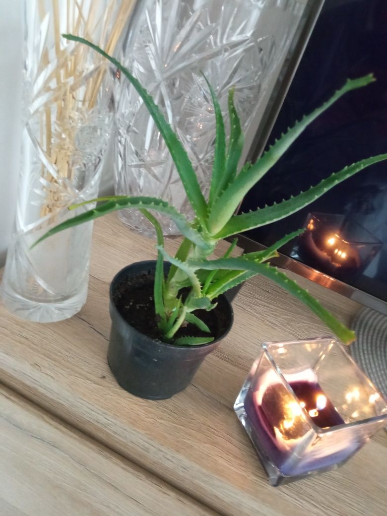 Mały Aloes Tanio warto