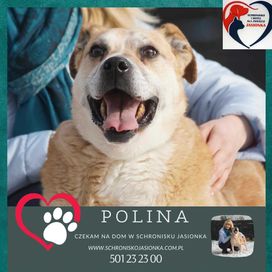 POLINA-do adopcji