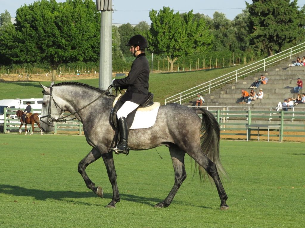 Conjunto de Cavalo Lusitano montado e engatado, jardineira e arreios