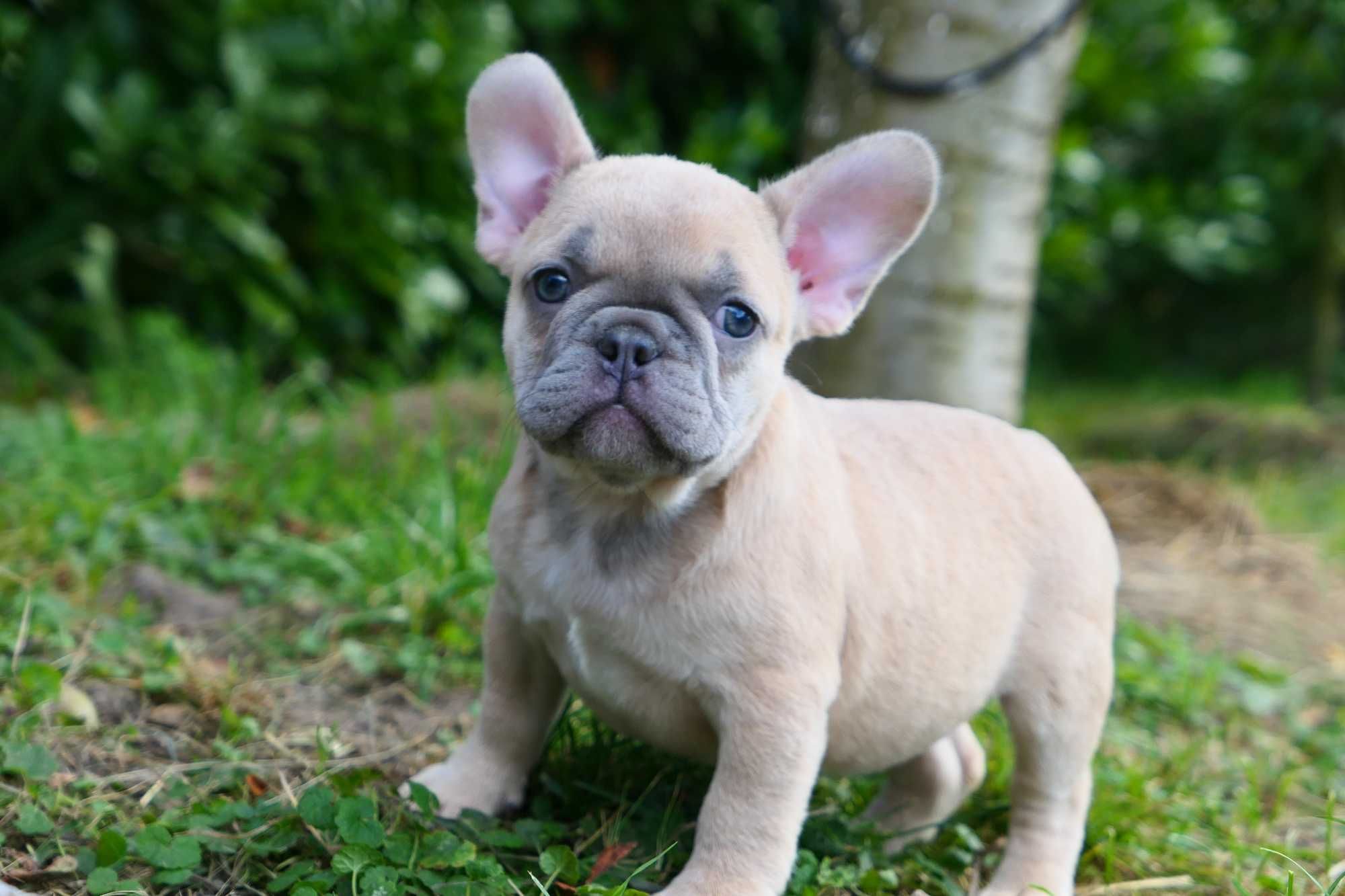 Buldog Francuski- Suczka