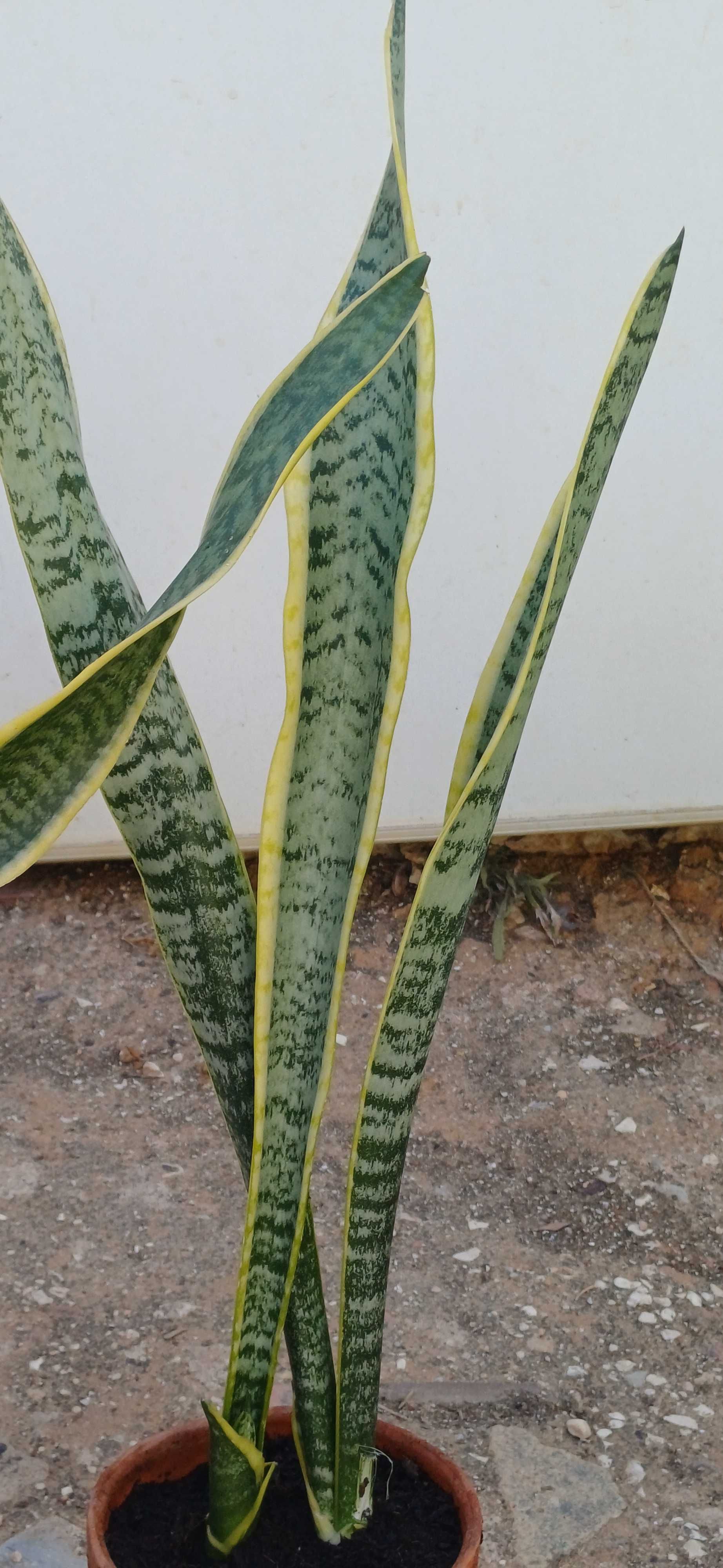 Planta Espada de Santa Bárbara