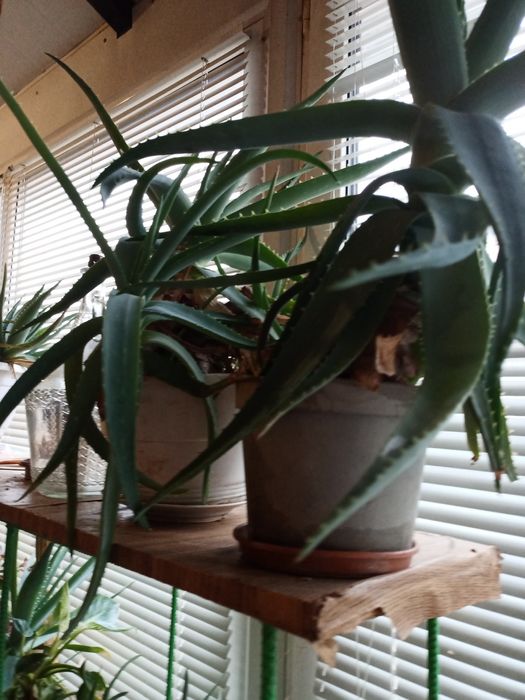 Лечебный Алоэ  8 лет.