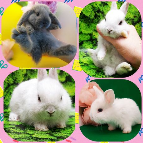 Карликовые мини кролики,міні кроленята,декоративные,декоративні