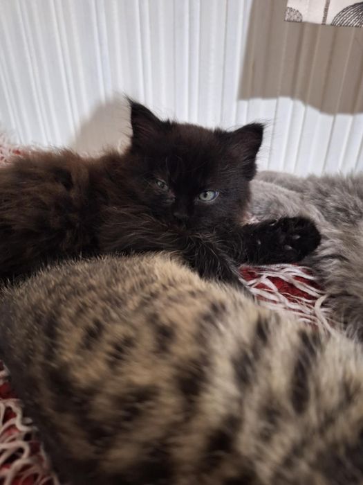 Dwa kociaki szukają kochającego domu!