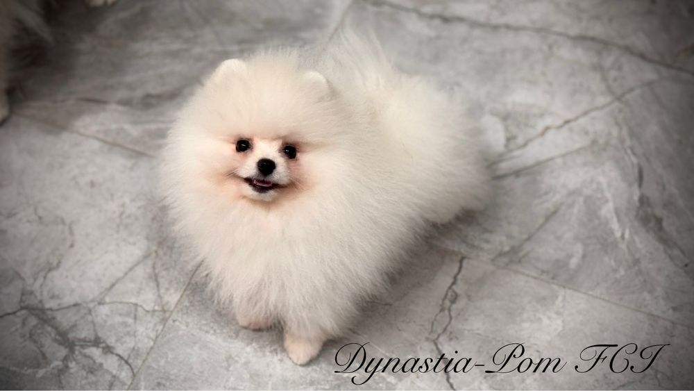 Szpic miniaturowy pomeranian FCI