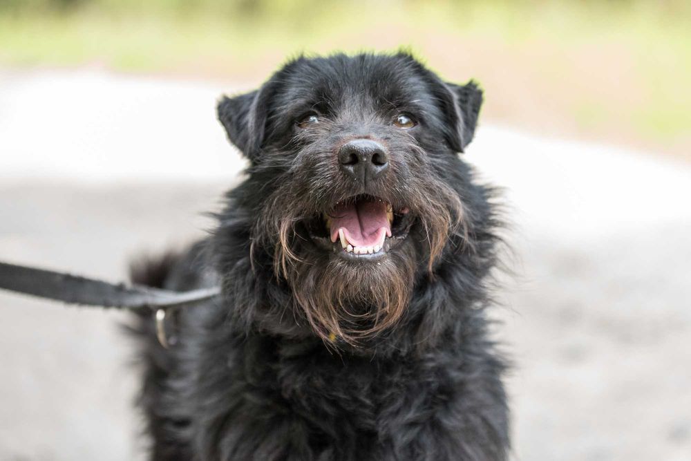 ASPI - terierkowaty i już wcale nie nieśmiały czarnulek