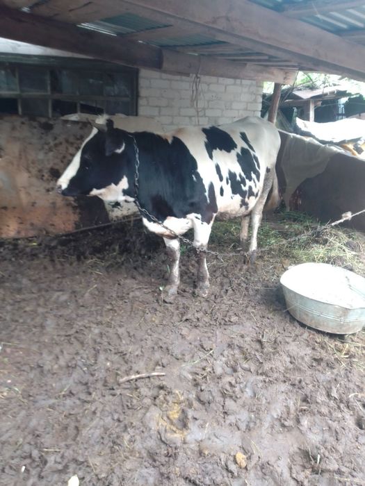 Продам корову і телицю.