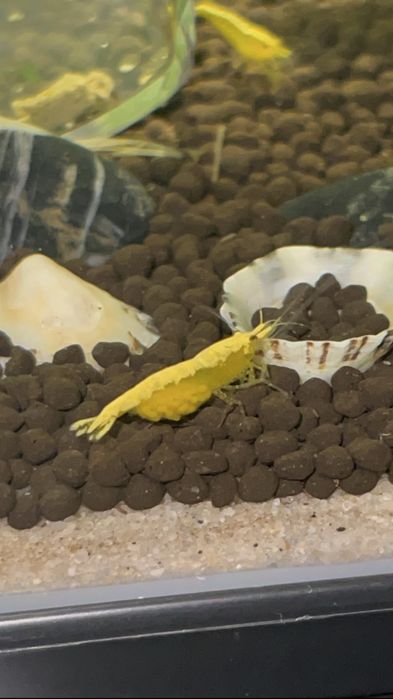 neocaridinas Yellow Golden Back
