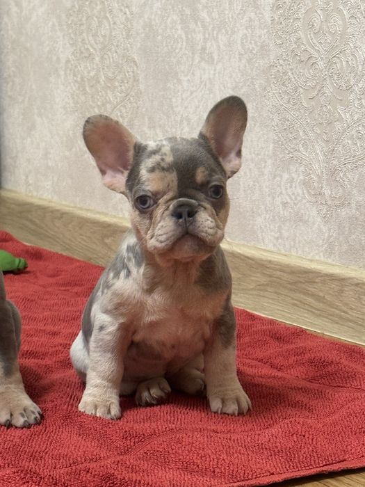 Малята- французята ! Доставка по Україні та за кордон!