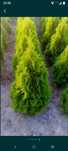 Tuja szmaragd (thuja smaragd)