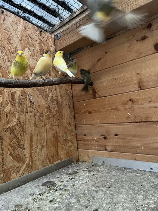Kanarki zmienią wolierę