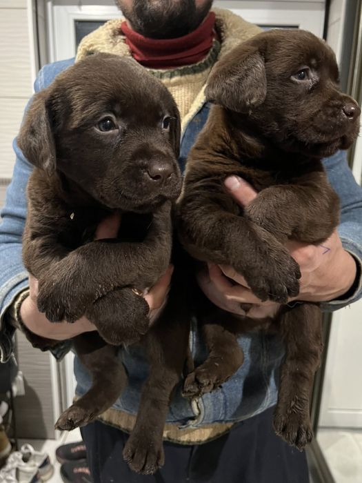 Шоколадні хлопці