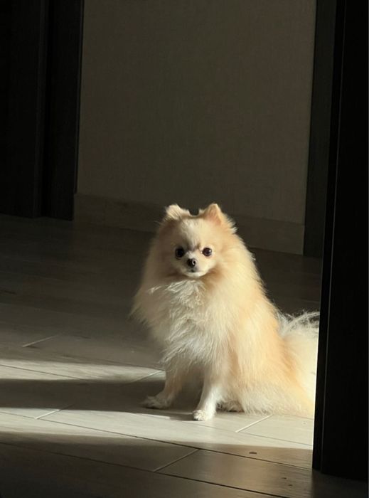 Вязка померанский шпиц