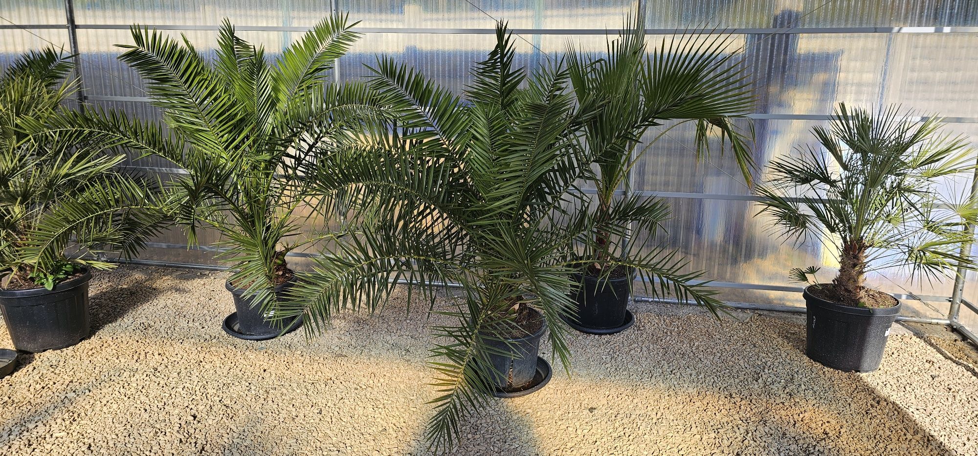 PHOENIX Canariensis Daktylowiec palma rośliny egzotyczne wyprzedaż