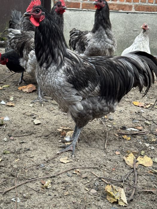 Australorp niebieski koguty