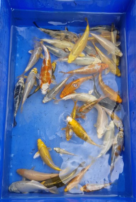 Carpas koi 15/20cm