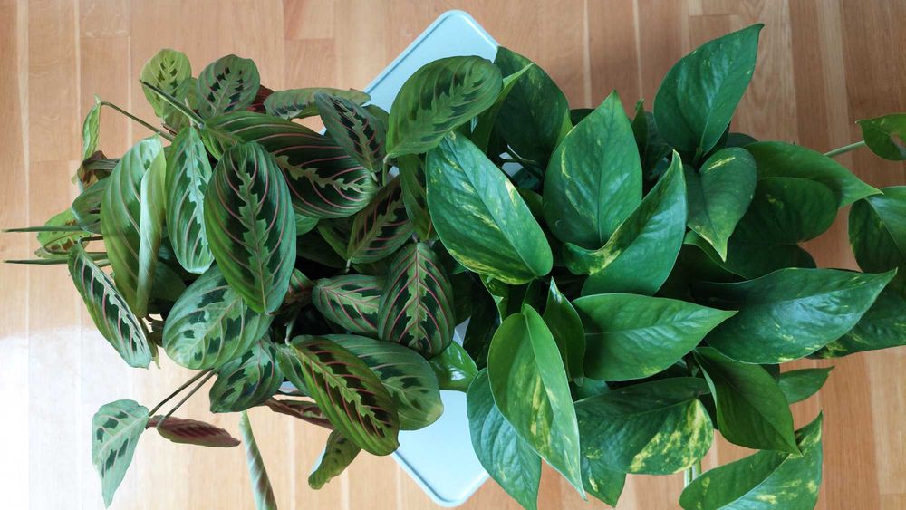 DUET Maranta i Epipremnum