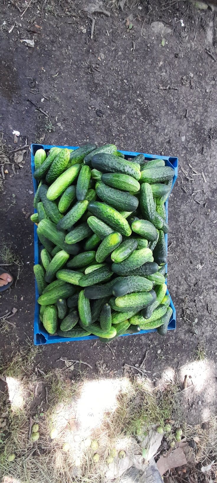 Продам Огірки домашні.