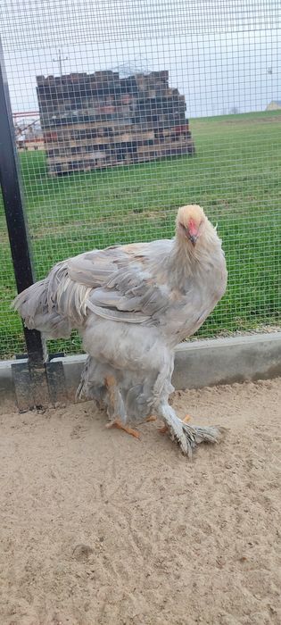 Kogut Brahma Olbrzymia