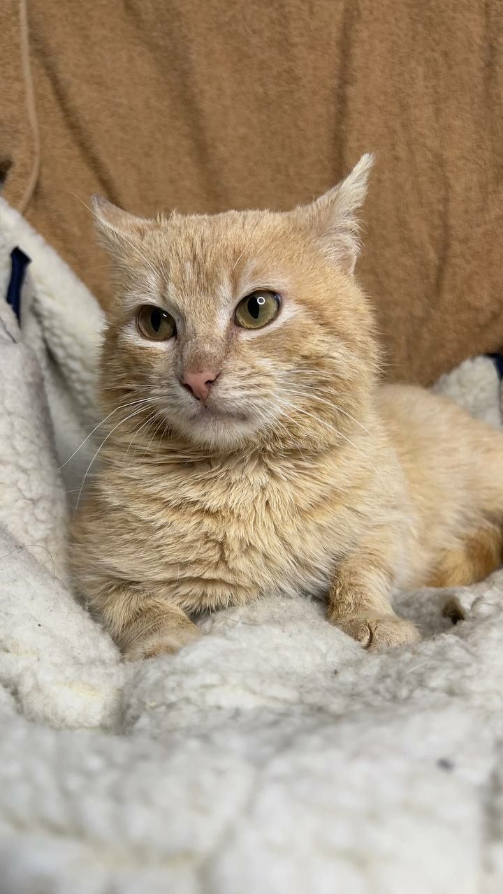 Отдам персикового кота, 3 года, кастрирован, привит