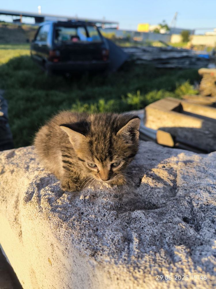 СРОЧНО! Котятам нужен дом! Остались без мамы.