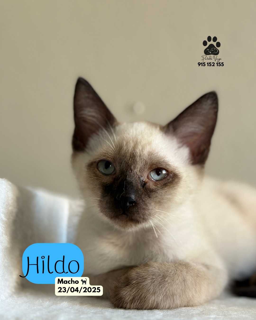 Gatinhos para adoção