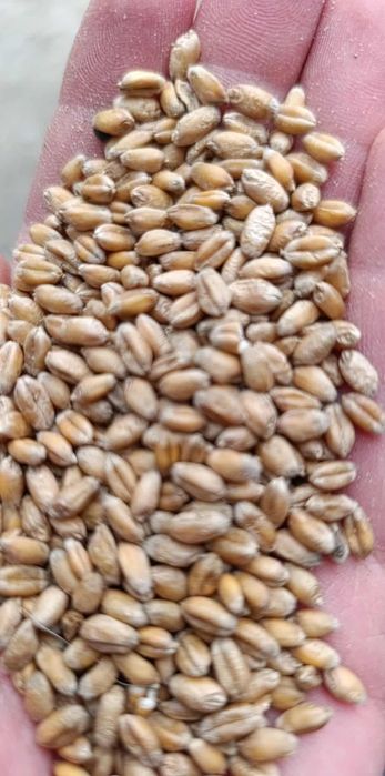 Pszenica  Ozima Patras