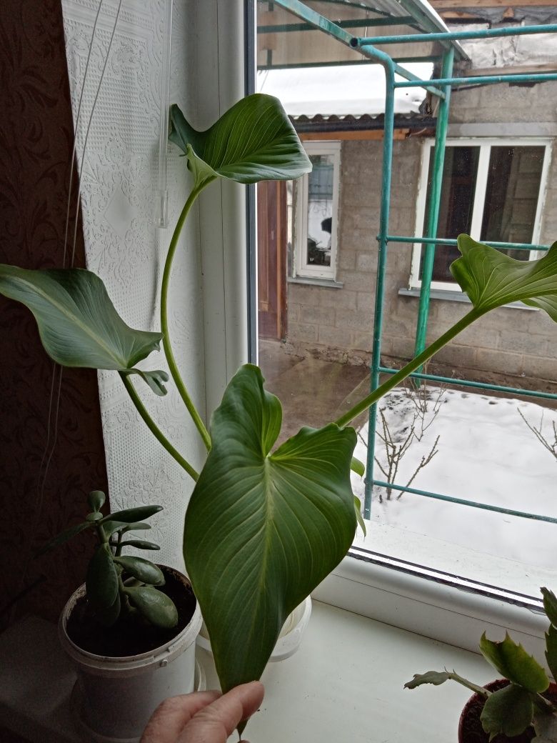 Калы, дерево любви и другие комнатные цветы