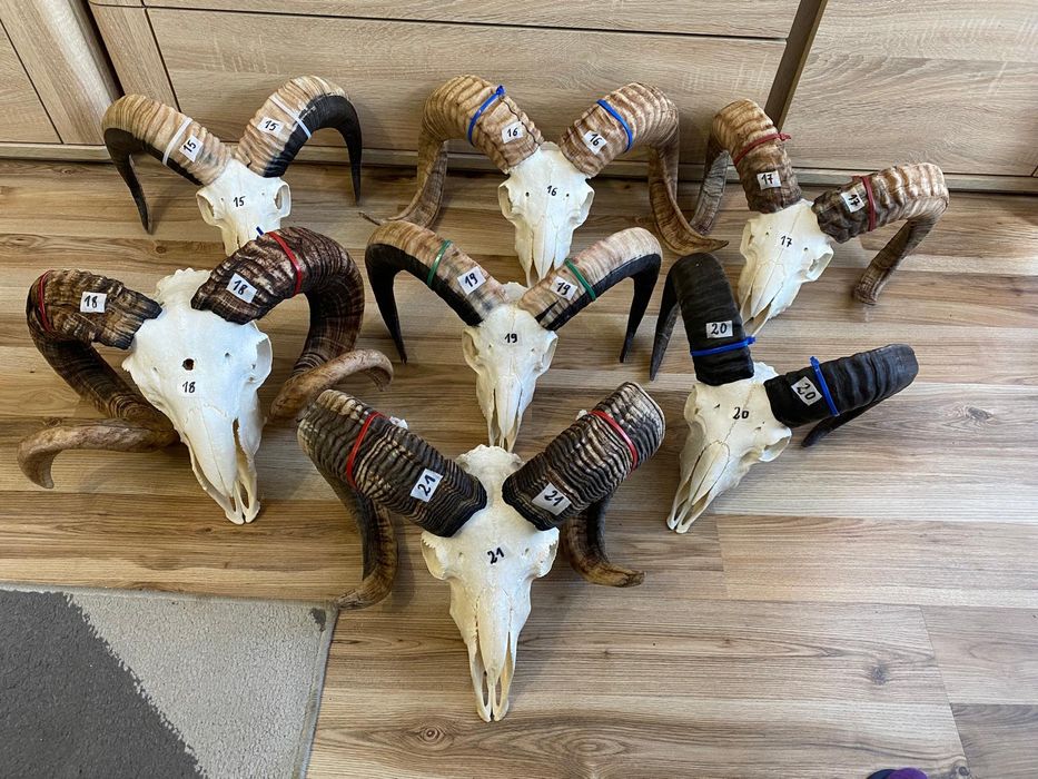 Rogi, trofea, slimy ,barana,muflona ,kozy OKAZJA
