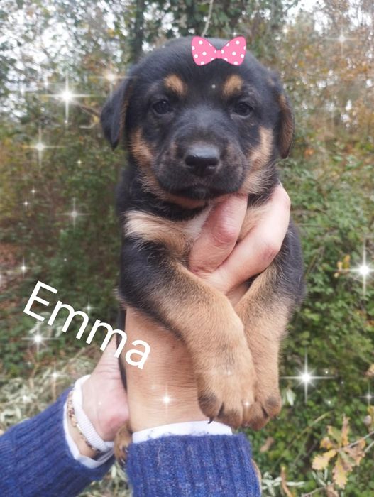 Emma para adoção muito responsável