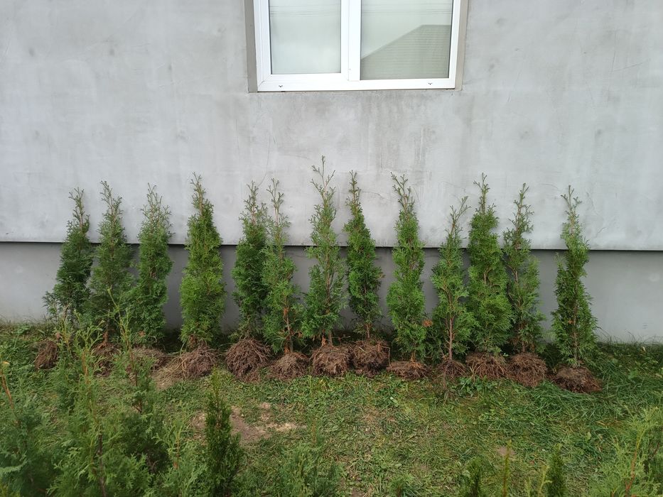 Туя західна колоновидна Колумна