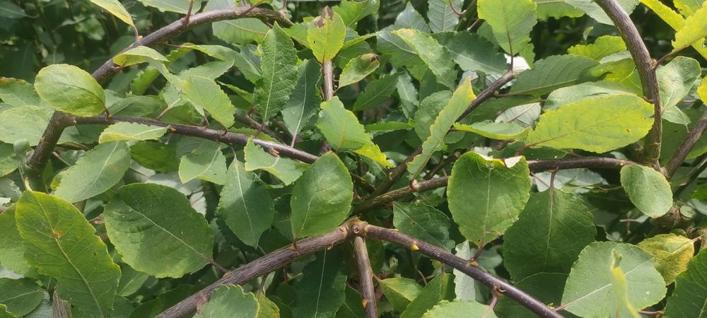 Wierzba Iwa Salix Klimanroc  C4 wys 170cm