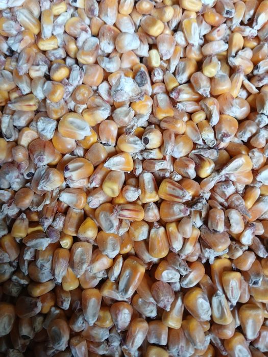 Sucha kukurydza workowana