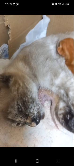 Красивые маленькие котята