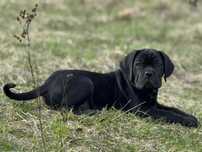 Czarna suczka Cane Corso po mocnych rodzicach ZKwP/FCI