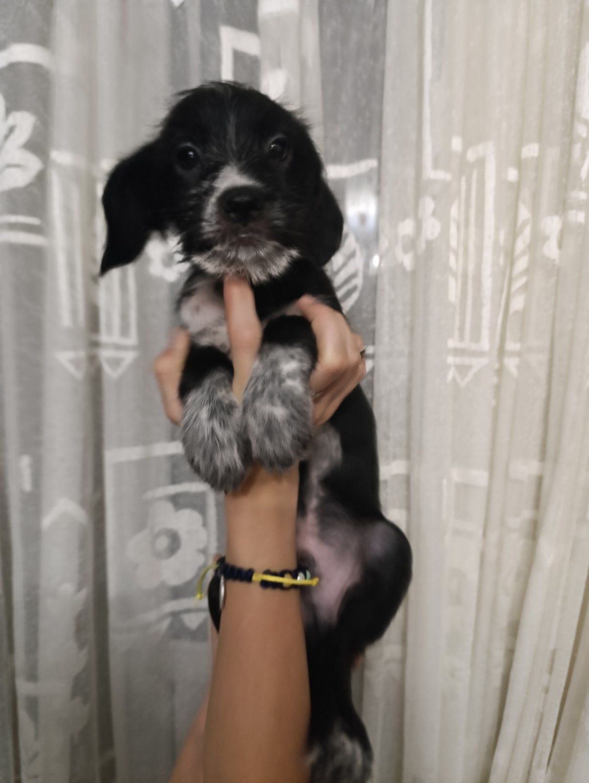 Віддаємо цуциків Хлопчиків