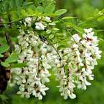 Robinia Akacjowa sadzonki akacji biały kwiaty