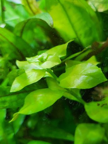 Ludwigia repens zielona  roślinka akwariowa