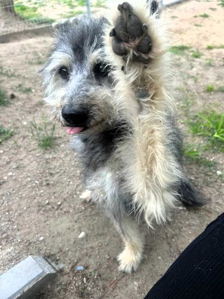 Gizmo – pies, który wciąż czeka...