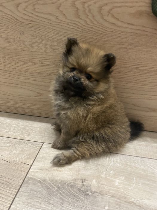 Померанські шпіци