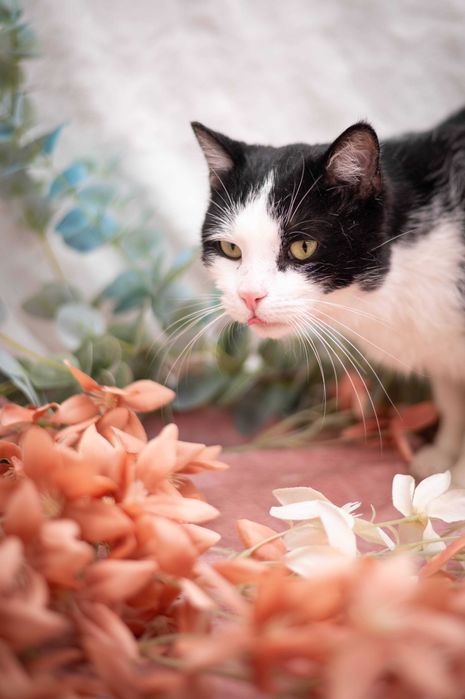 DARIO kocur do adopcji