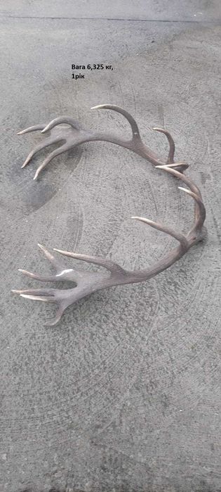 Рога оленя Благородного