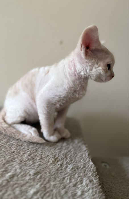 Chłopiec Devon Rex FPL