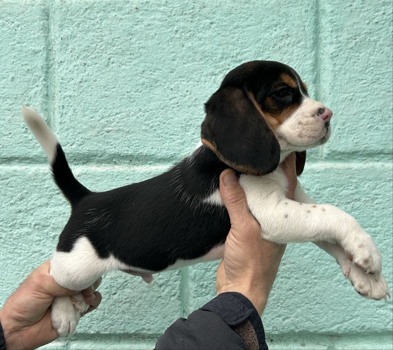 Гарнюні малюки породи Бігль