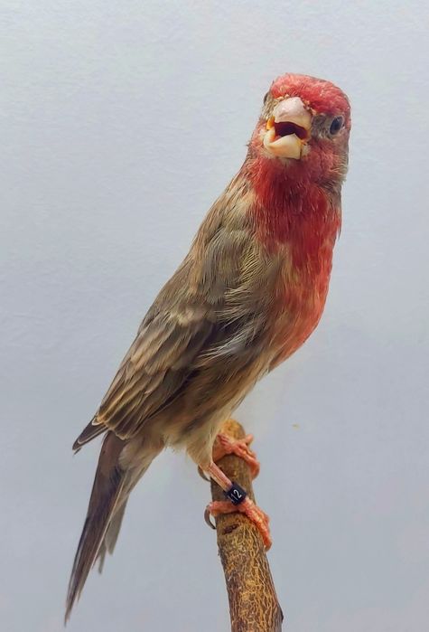 Carpodacus Mexicanos 2025