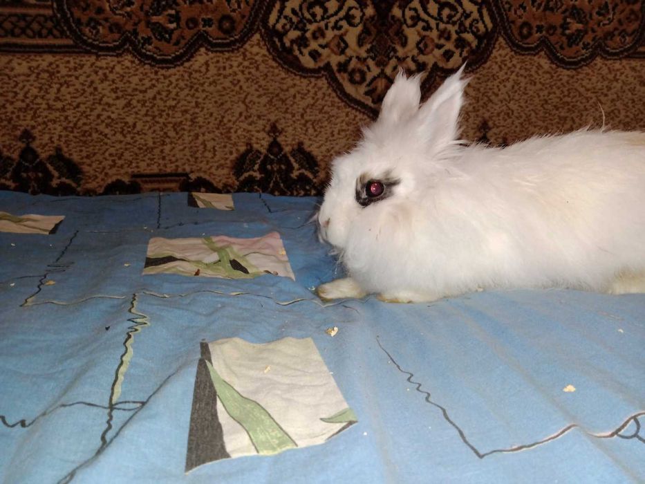 продам пухнастих  кроликів