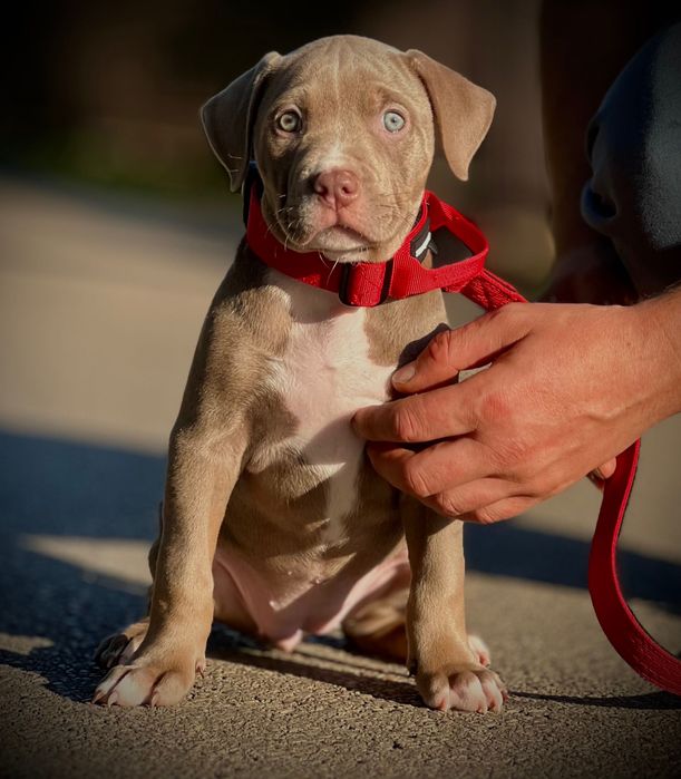 Suczka American Bully XL w kolorze lilac