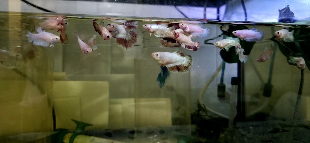 Bettas Femeas Hm