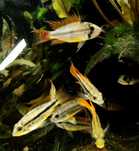 Pielęgniczka Kakadu Orange - Tina Zoo Gliwice Jasna
