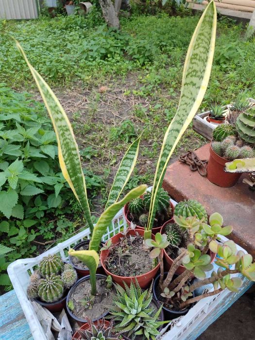 Сукуленти, вирощені в домашніх умовах